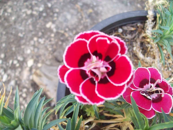 Une Vue Dessus Des Fleurs Rose Vif Oeillet Dans Pot — Photo