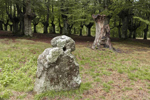 Una Gran Piedra Musgosa Aislada Hierba Verde Fondo Árboles Densos — Foto de Stock