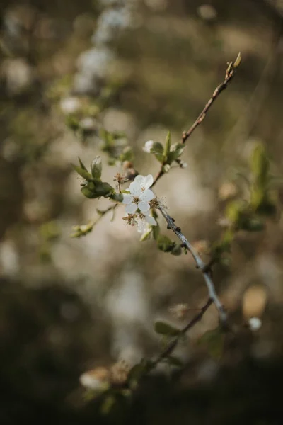 Vertikal Selektiv Fokusbild Blommande Kvist Med Blad Och Vita Blommor — Stockfoto