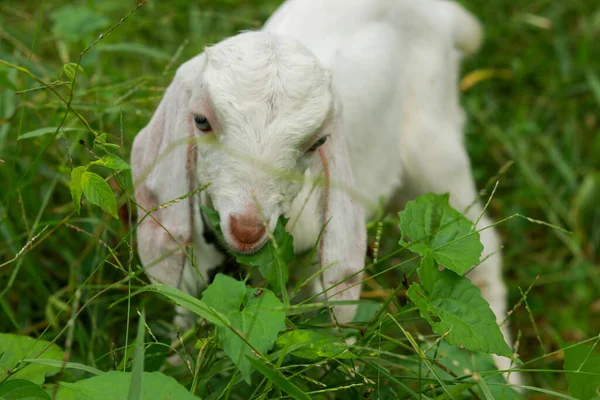 Mignon Petit Bébé Chèvre Pâturant Dans Une Prairie Verte — Photo