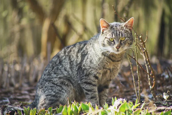 Hauskatze Erkundet Den Garten — Stockfoto