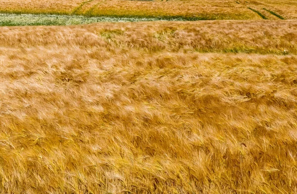 Uma Vista Superior Amarelo Acenando Campo Trigo Para Fundo Texturas — Fotografia de Stock