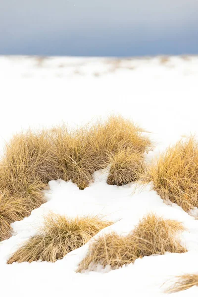 Zbliżenie Ujęcia Suchej Trawy Pokrytej Śniegiem — Zdjęcie stockowe