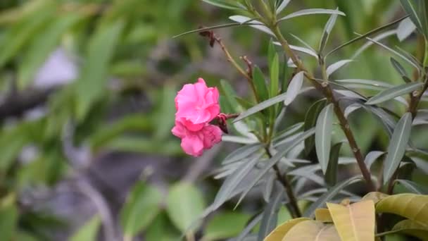 花园里的粉红花朵 特写镜头 — 图库视频影像