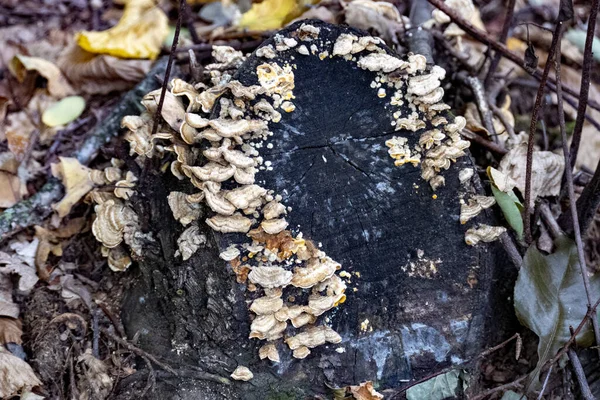 Gros Plan Des Champignons Confluents Albatrellus Poussant Sur Arbre Brûlé — Photo