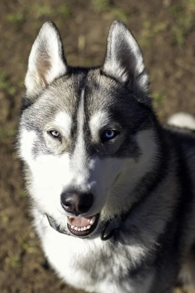 Disparo Vertical Una Adorable Mascota Husky Sentado Aire Libre Parque — Foto de Stock