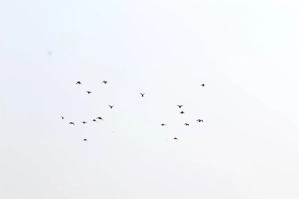 Troupeau Oiseaux Volant Droite Sur Fond Ciel Gris — Photo