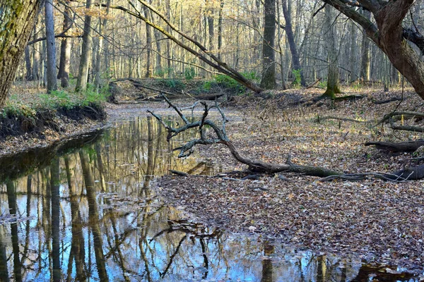 Vacker Utsikt Över Flod Som Rinner Genom Skogen Hösten Trädet — Stockfoto