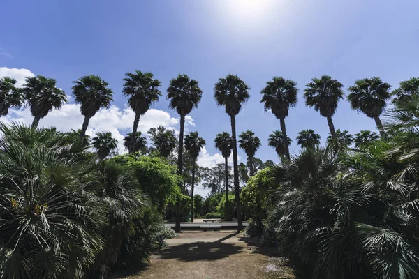 Güneşli Mavi Gökyüzünün Altında Sıra Sıra Palmiye Ağaçlarının Alçak Açılı — Stok fotoğraf