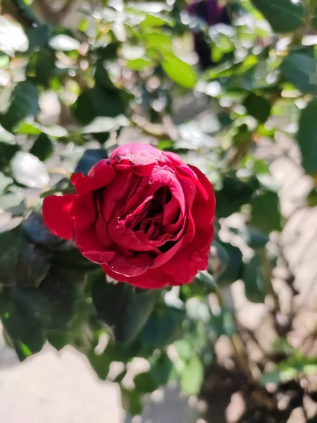 Uno Scatto Selettivo Rosa Rossa Nel Giardino — Foto Stock