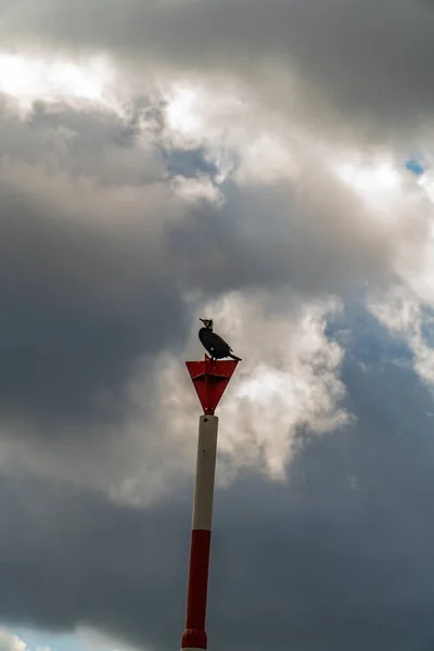 Disparo Vertical Pájaro Sobre Poste Sobre Fondo Nublado — Foto de Stock