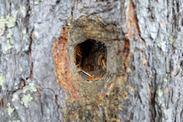 Une Mise Point Sélective Trou Sur Arbre Creusé Par Pic — Photo