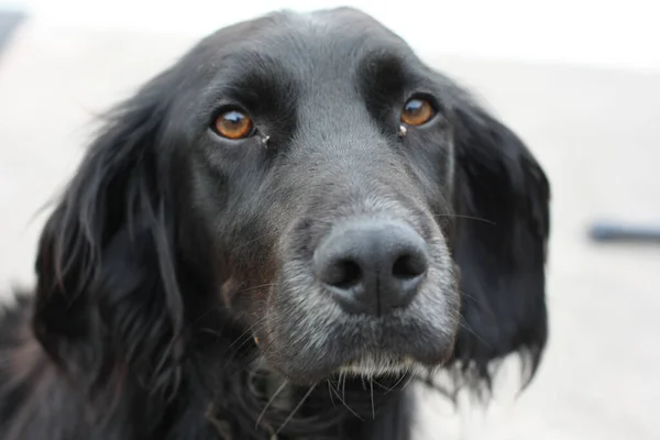 Ένα Κοντινό Πλάνο Του Κεφαλιού Ενός Μαύρου Σκύλου Λευκό Φόντο — Φωτογραφία Αρχείου