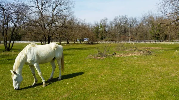 Piękny Widok Domowych Białych Koni Spacerujących Darmo Jedzących Parku Publicznym — Zdjęcie stockowe