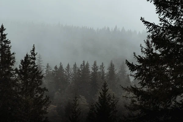 Schöne Aussicht Auf Kiefern Nebligen Wald — Stockfoto