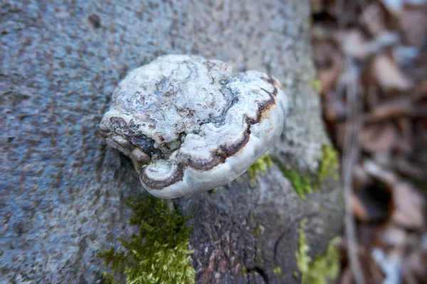 Közelkép Egy Gombáról Egy Moszatos Fatörzsön Egy Homályos Hátterű Erdőben — Stock Fotó