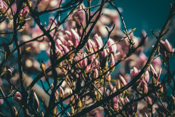 Gros Plan Beaux Lys Magnolia Poussant Sur Arbre — Photo