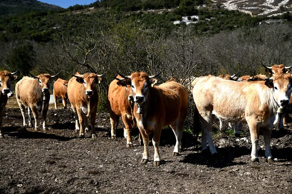 Стадо Коров Юге Франции — стоковое фото