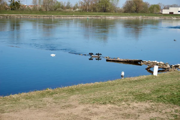 Una Hermosa Toma Gran Lago Azul Con Cisnes Patos Rocas —  Fotos de Stock