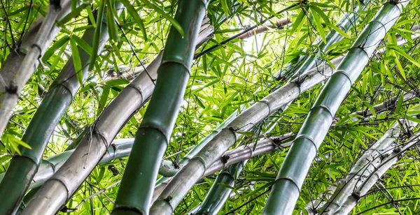 Close Bambu — Fotografia de Stock