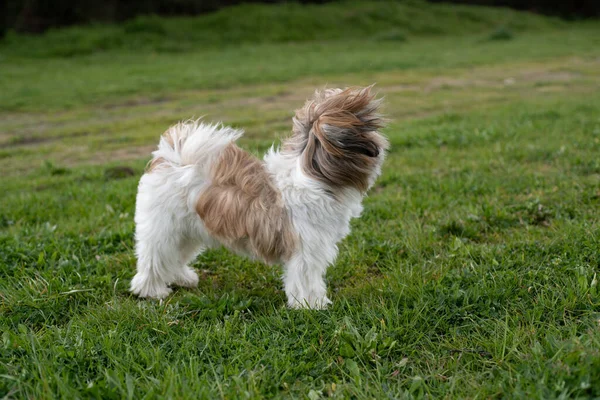 Egy Cuki Imádnivaló Shih Tzu Kutya Áll Szeles Hajjal Füvön — Stock Fotó