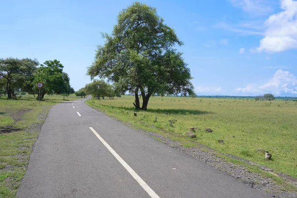 Smooth Road Passing Picturesque Baluran National Park Java Indonesia — Stock Photo, Image