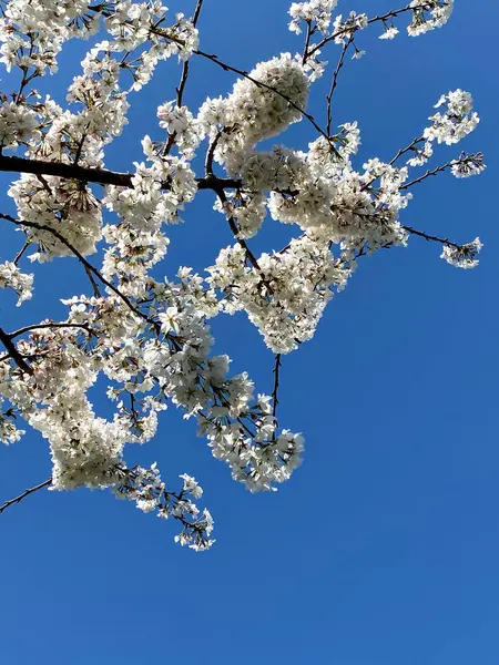 Plan Vertical Arbre Fleuri Blanc Sur Fond Ciel Bleu — Photo