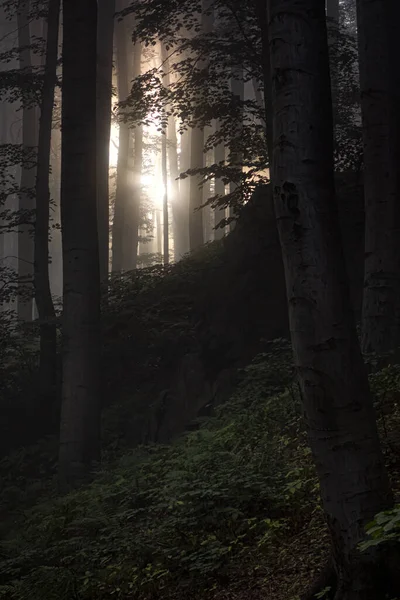 Beautiful View Dark Spooky Forest Sunlight Silhouetting Tree Trunks Branches — Stock Photo, Image