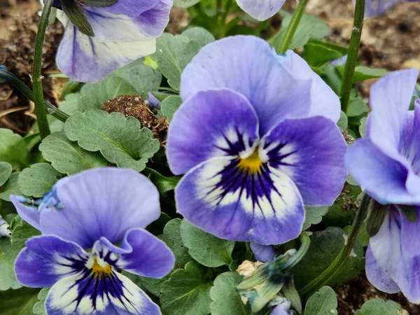 Primer Plano Hermosas Flores Blue Pansy Con Pétalos Suaves Jardín — Foto de Stock