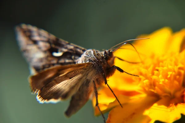 Uma Bela Vista Macro Uma Borboleta Marrom Branca Flor Amarela — Fotografia de Stock