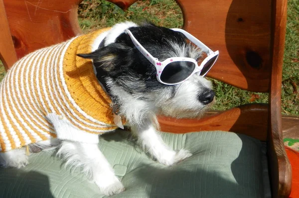 Cute Black White Dog Sunglasses Yellow Striped Sweater Chair Sunny — Stock Photo, Image