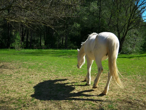 一匹白马在绿地里走来走去 向森林走去 他的影子被投下了 — 图库照片
