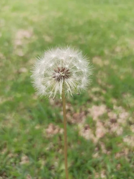 Primer Plano Diente León Cultivado Campo —  Fotos de Stock