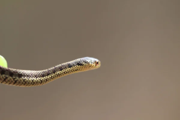 Primer Plano Una Pequeña Serpiente Joven Sobre Fondo Gris — Foto de Stock
