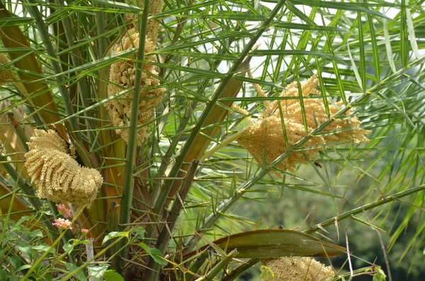 Les Feuilles Vertes Palmier Dattier Cultivé Dans Jardin — Photo