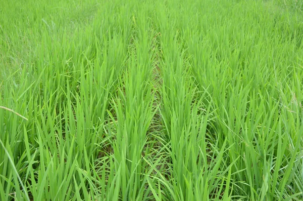 Närbild Skott Gröna Paddyväxter Plantor Fältet — Stockfoto