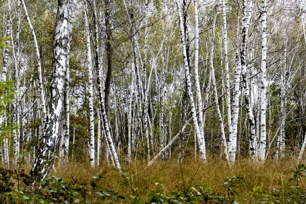 昼間は森の近くの白樺林 — ストック写真