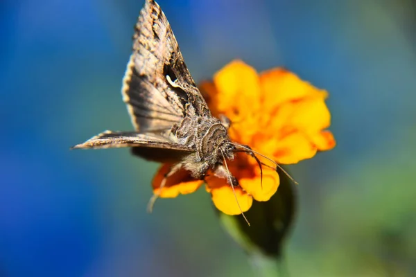 배경에 나비의 아름다운 매크로 — 스톡 사진
