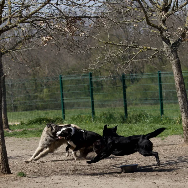 Cães Combate Parque Cães Labrador Retriever Sheepdog Malinois Belga — Fotografia de Stock