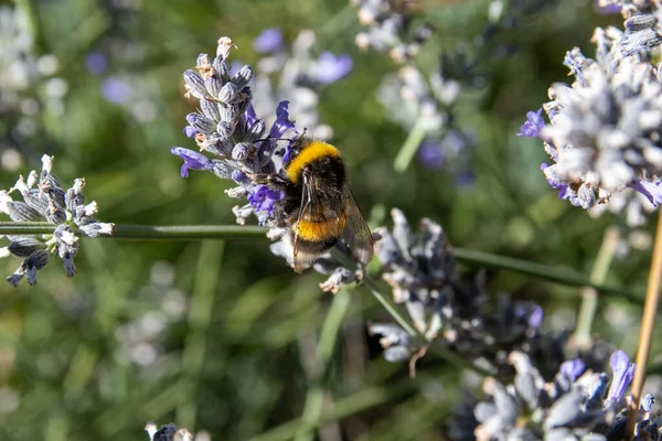 Gros Plan Une Abeille Recueillant Pollen Sur Une Fleur Lavande — Photo