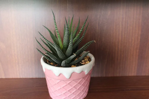 Sebuah Haworthia Hijau Pot Latar Belakang Kayu — Stok Foto