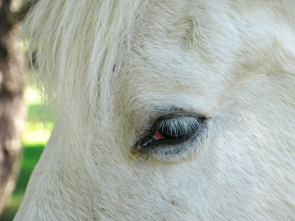 晴れた日に屋外で白い馬の目のクローズアップショット — ストック写真