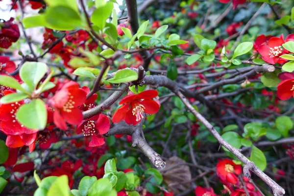 Selective Focus Shot Japanese Quince Flowers — Stock Photo, Image