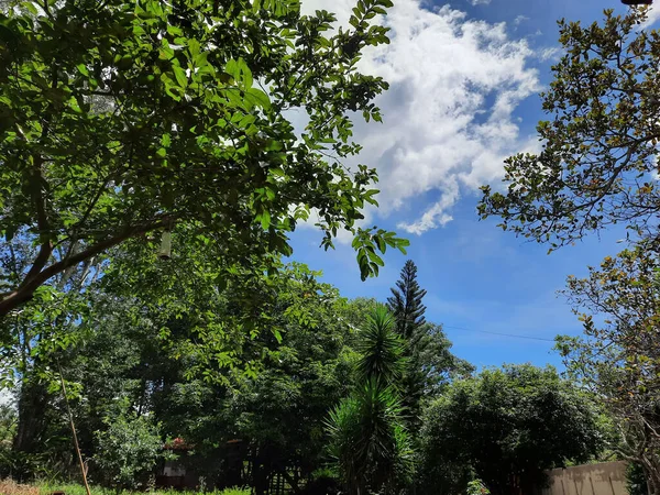 Park Med Olika Träd Den Blå Molniga Himlen Solig Dag — Stockfoto