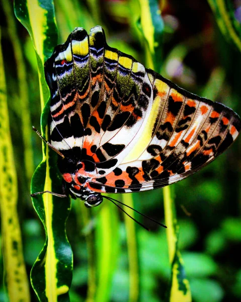 Een Voorgrond Shot Van Een Prachtige Vlinder Een Voorjaar Tuin — Stockfoto