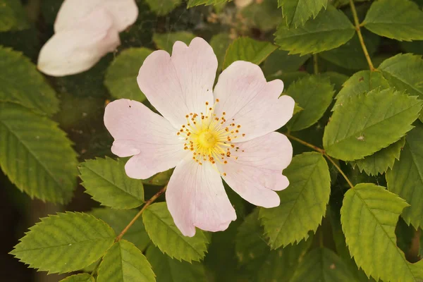 Zbliżenie Ujęcie Kwitnącego Słodkiego Brier Kwiat — Zdjęcie stockowe