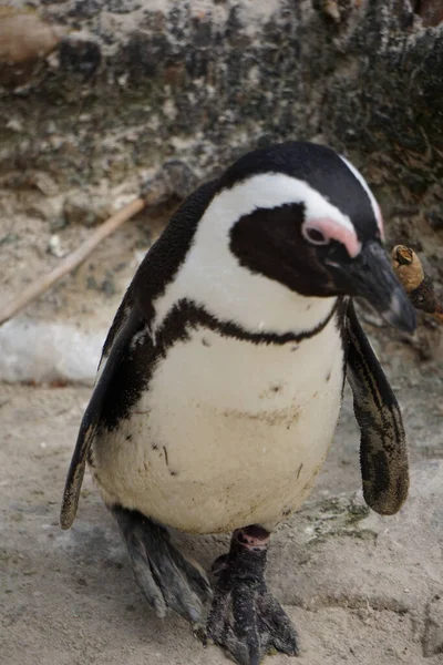 Vertical Shot Cute African Penguin Standing Sand — Stock Photo, Image