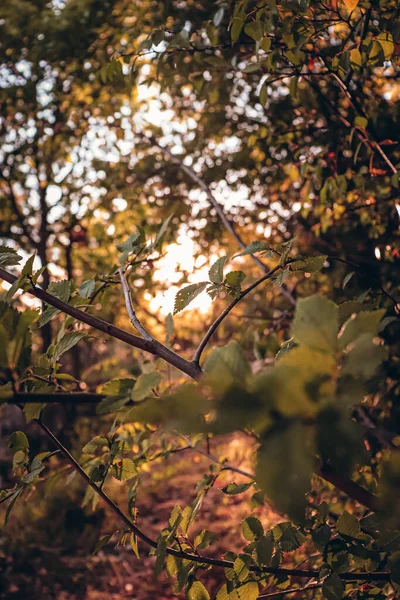 森の木々の中の太陽光の垂直ショット — ストック写真