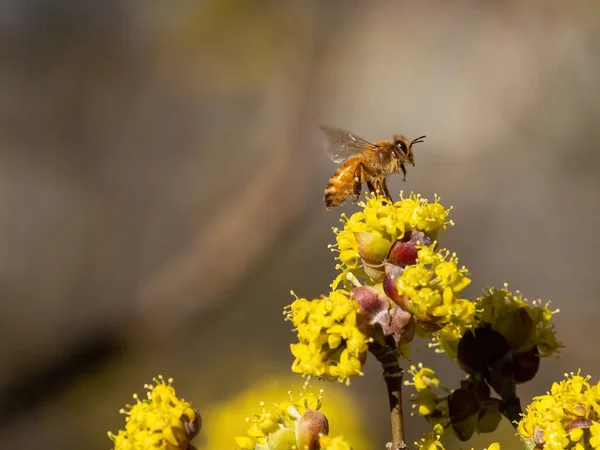一只蜜蜂在自然界中盛开的白色花朵上的选择性聚焦镜头 — 图库照片