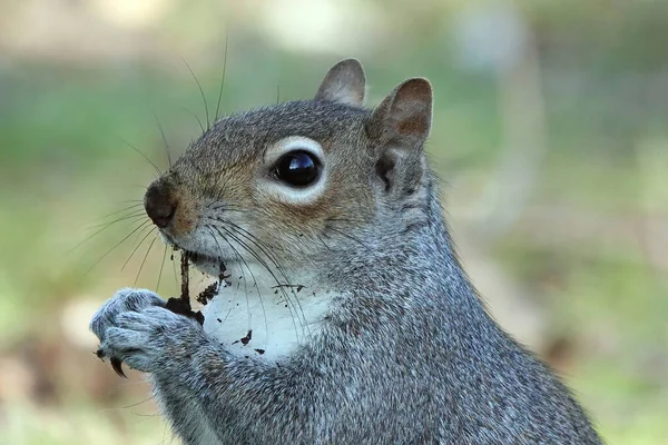 Nahaufnahme Eines Kleinen Eichhörnchens Beim Fressen — Stockfoto